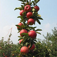 Яблоня колоновидная Конференция