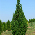 Можжевельник китайский Keteleeri